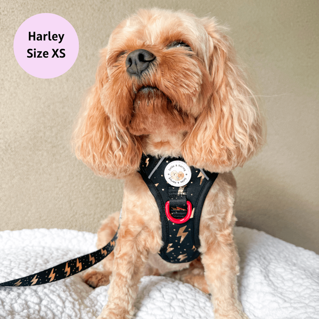 Zelda & Harley Harness ThunderPaws - Adventure No Pull Harness