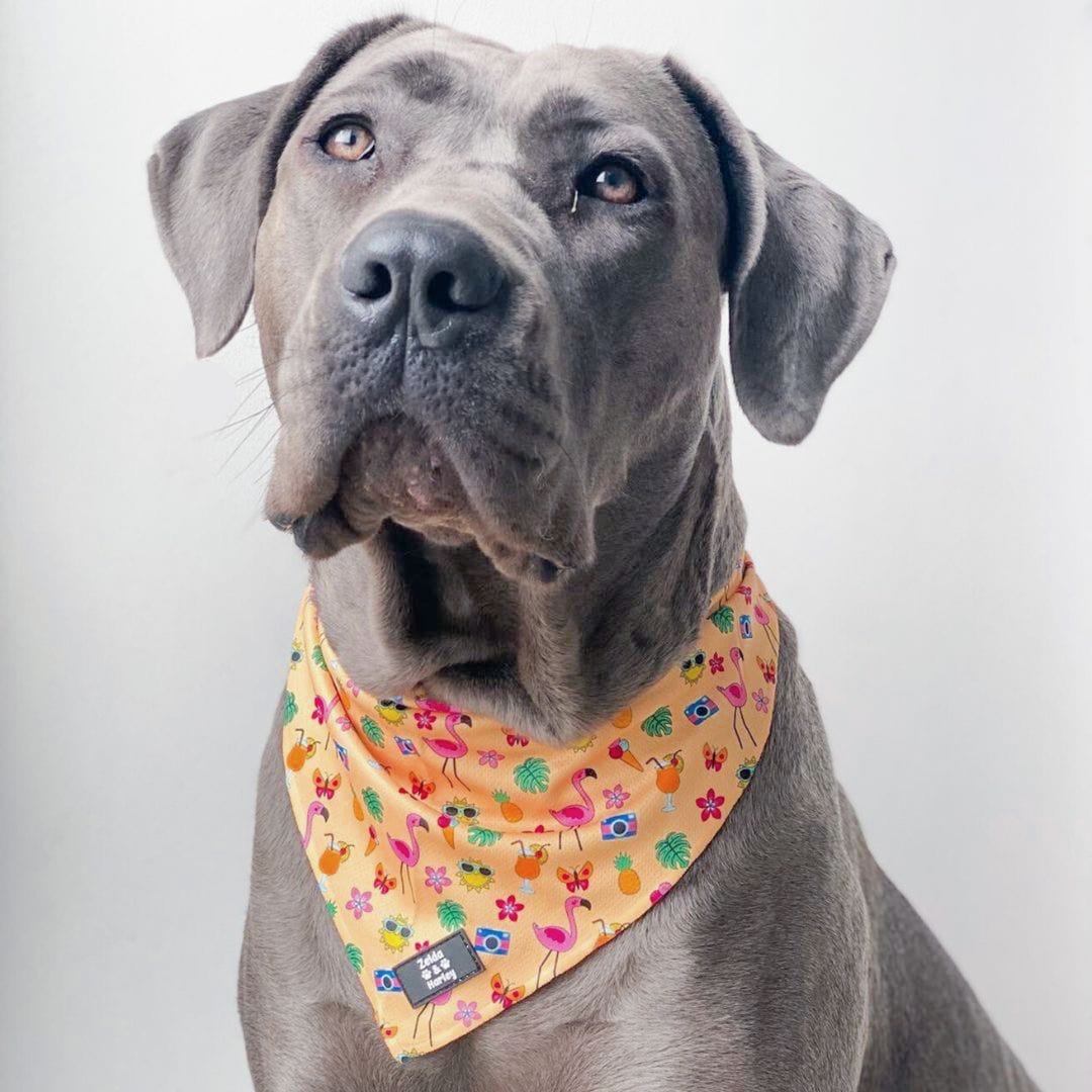 Zelda & Harley Bandanas Club Pupicana Bandana